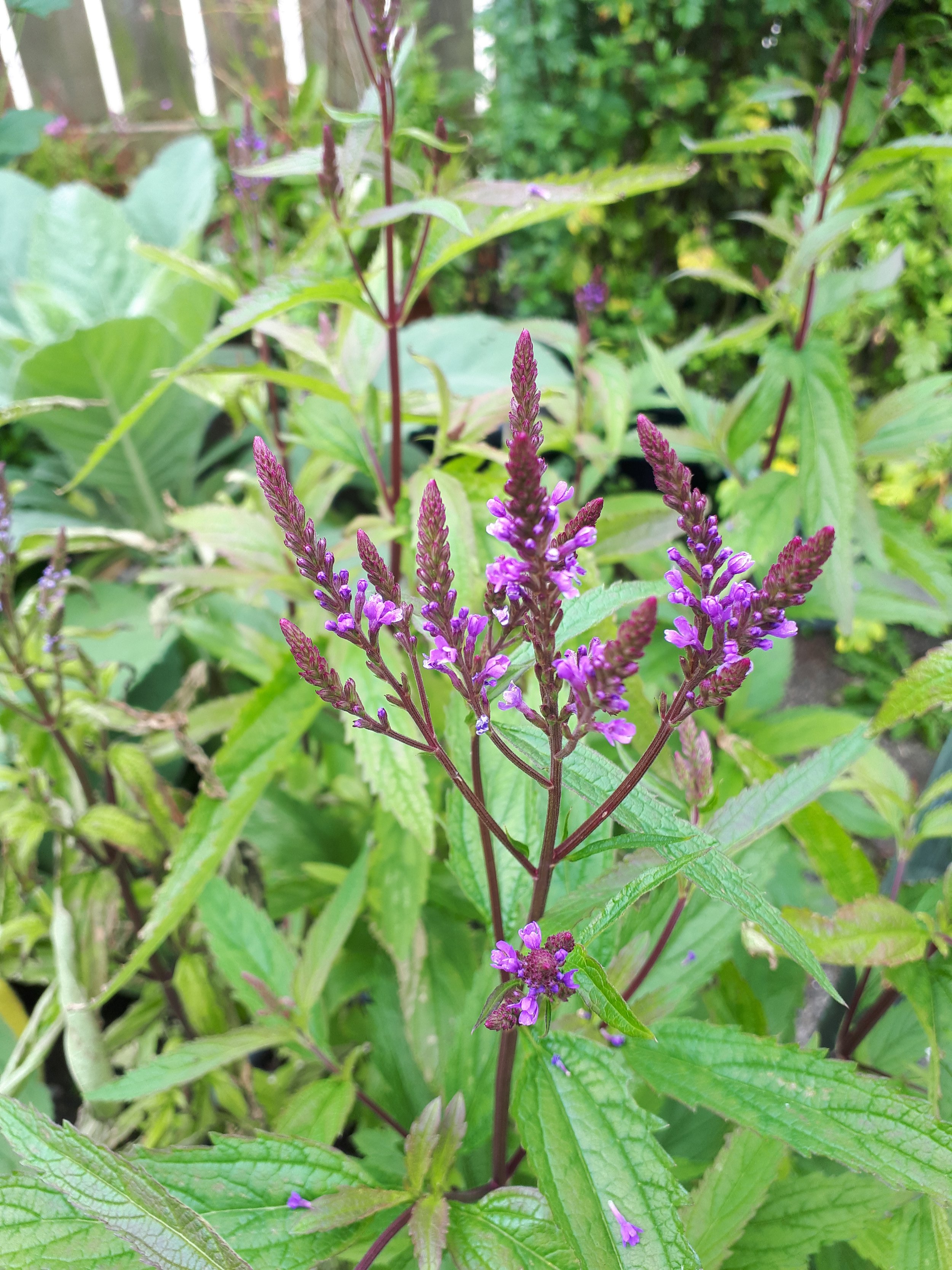 Blue Vervain