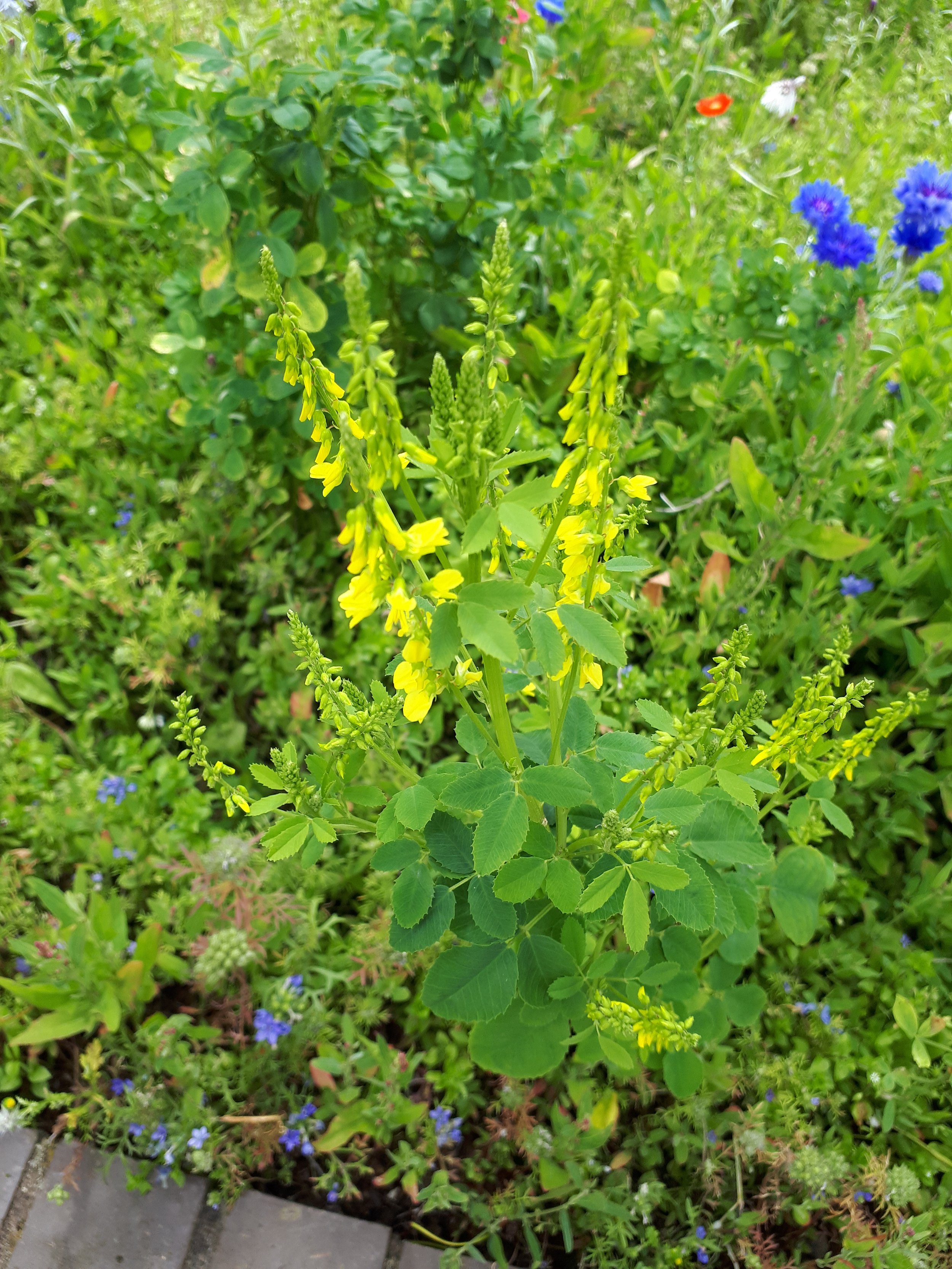 Yellow Sweet Clover