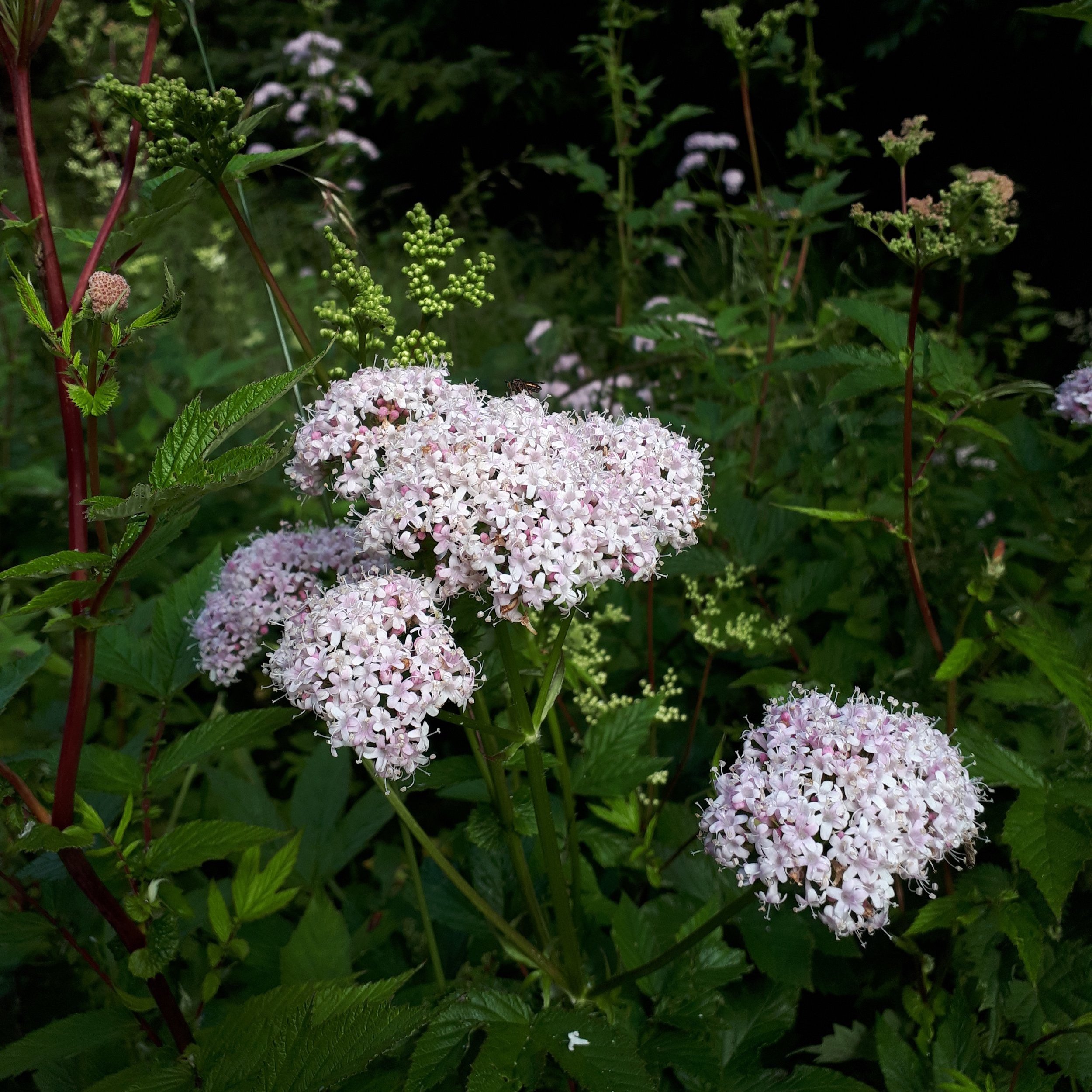 valerian+20240715.jpg