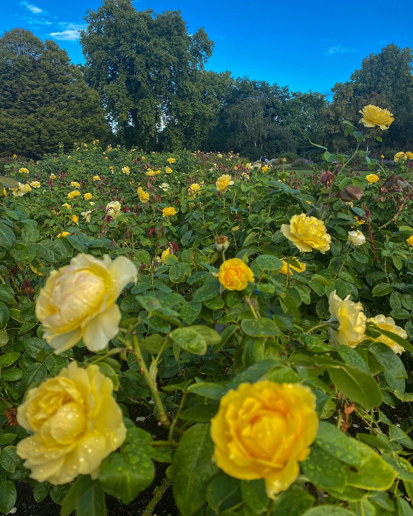 It&rsquo;s hard to believe that just 5 minutes up the road from here you&rsquo;ll be met with the chaotic sounds of blaring sirens and people rushing about.

When Central London used to be home for me, these rose gardens were my sanctuary. 

A place 