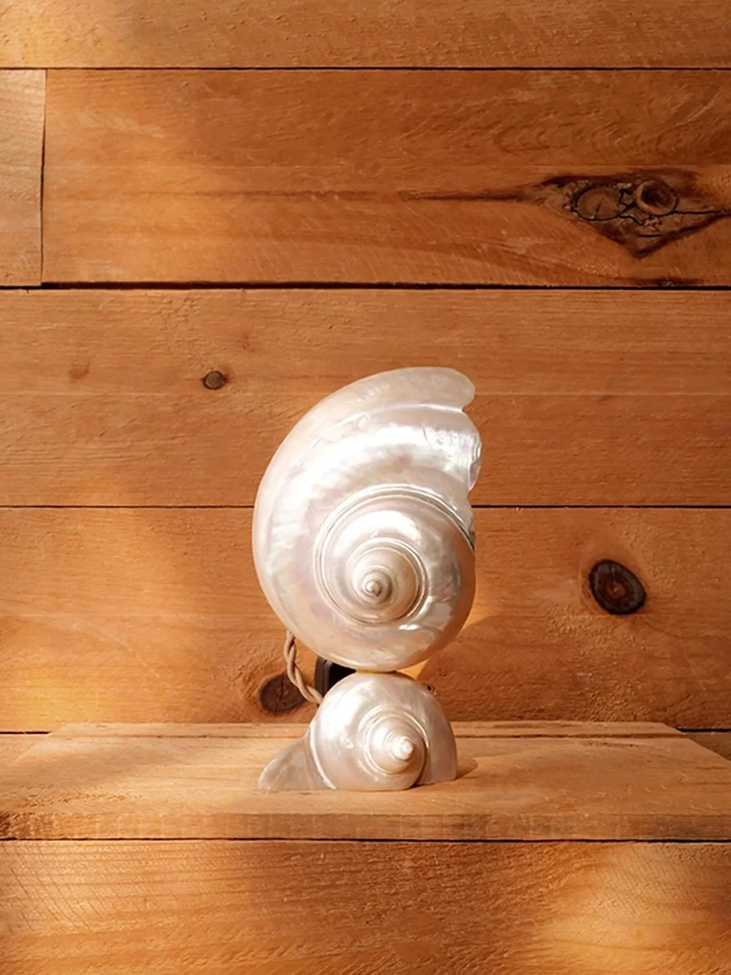 @slow_roads Shell lamps of my dreeeeeams🐚