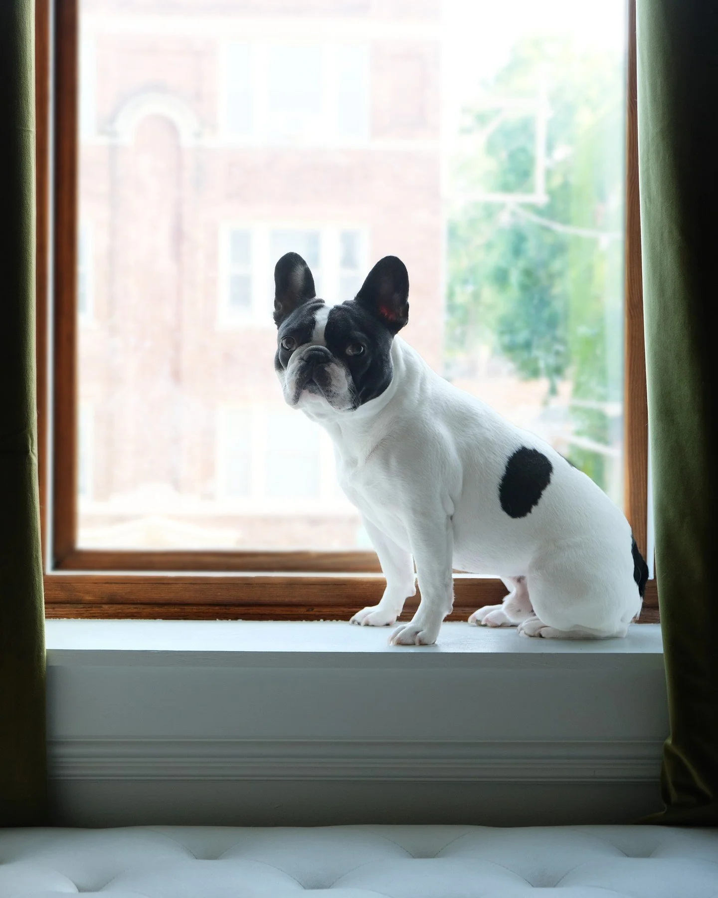 You may be wondering, &quot;how much is that doggie in the window?&quot; I regret to inform you that he is not for sale 🖤🤍
〰️
#WavelandThroughAWindow #InteriorDesign #DIY #DIYHome #InstaHome #InstaDecor #Hygge #ChooseLovely #RH #RestorationHardware