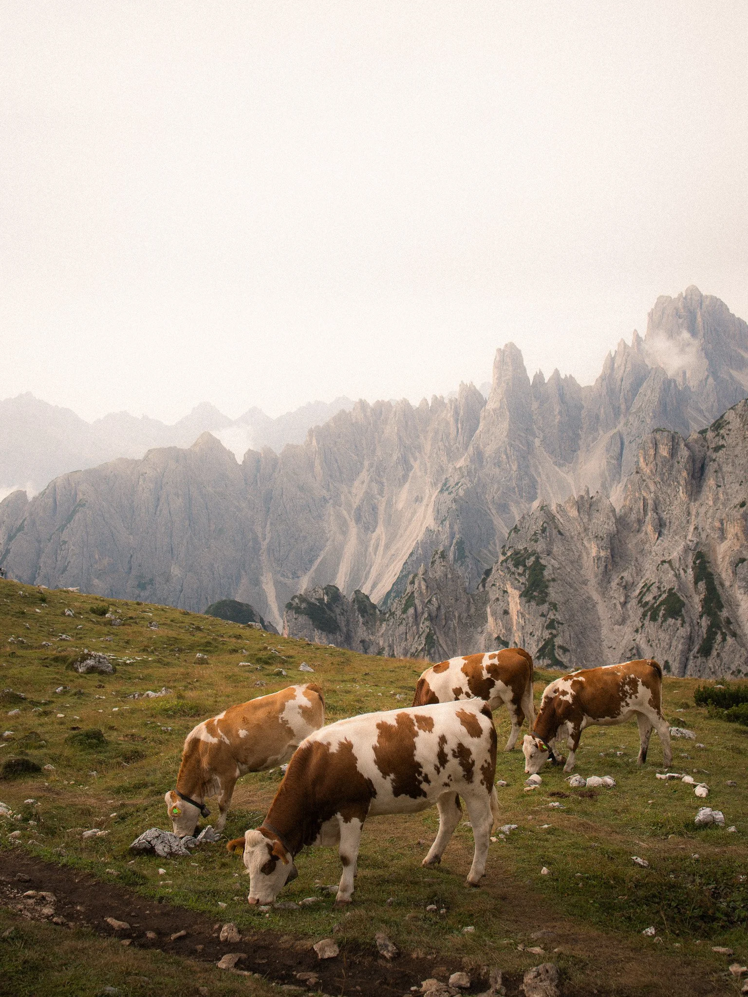 _MG_7144.jpg