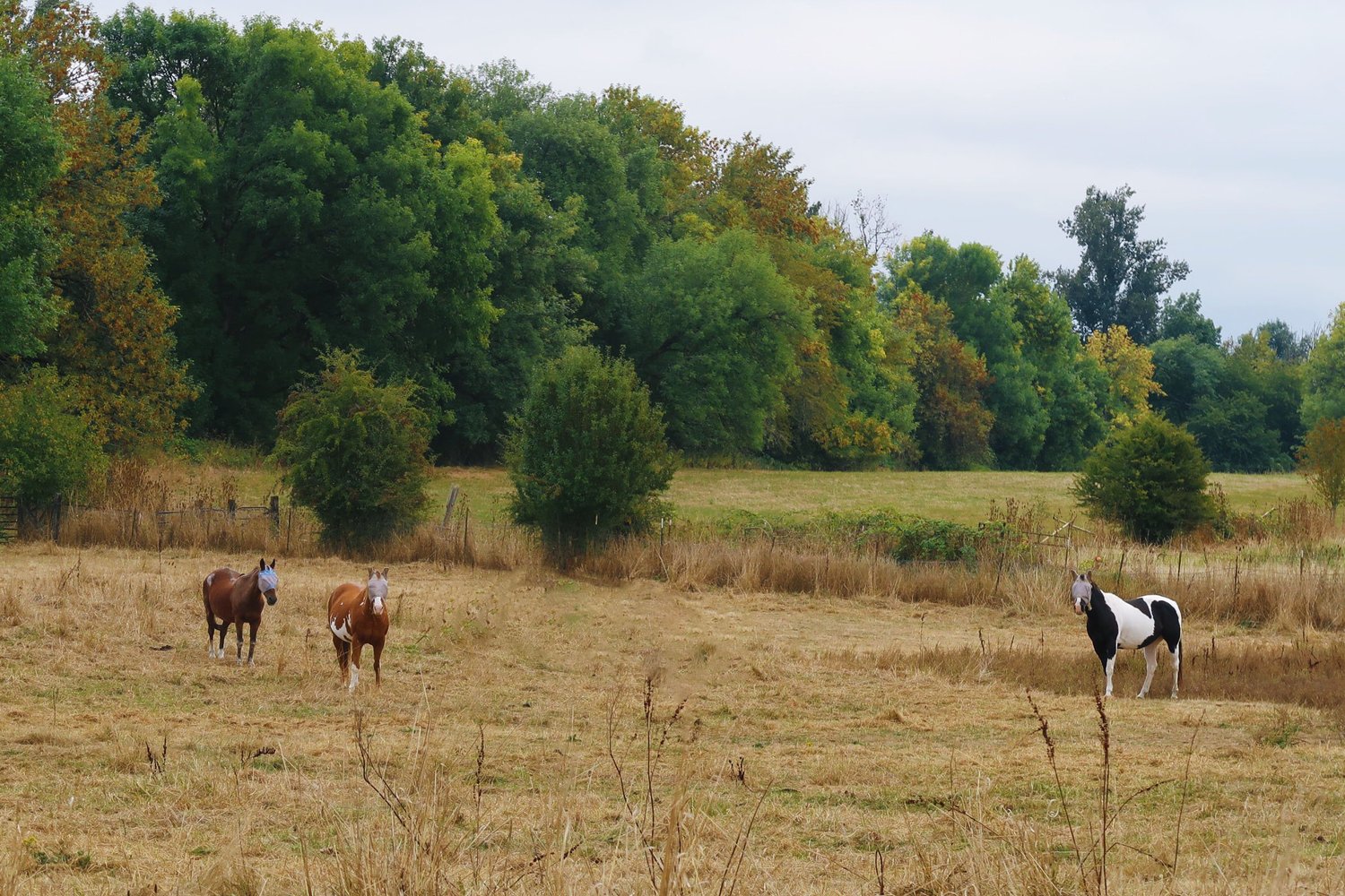 Sauvie Island Stables