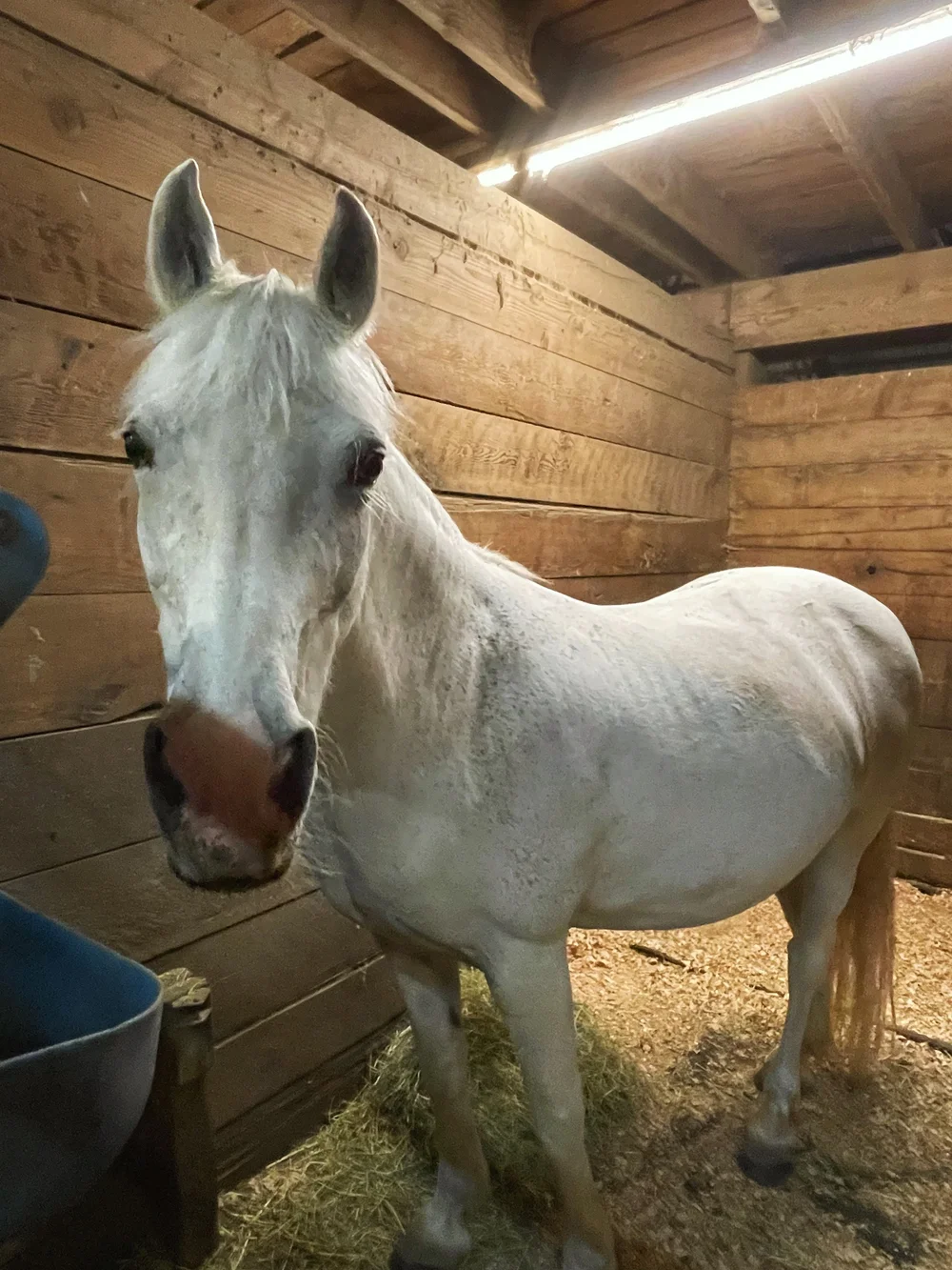 Horse Boarding — Sauvie Island Stables