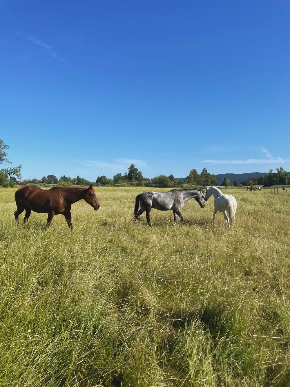 Sauvie Island Stables