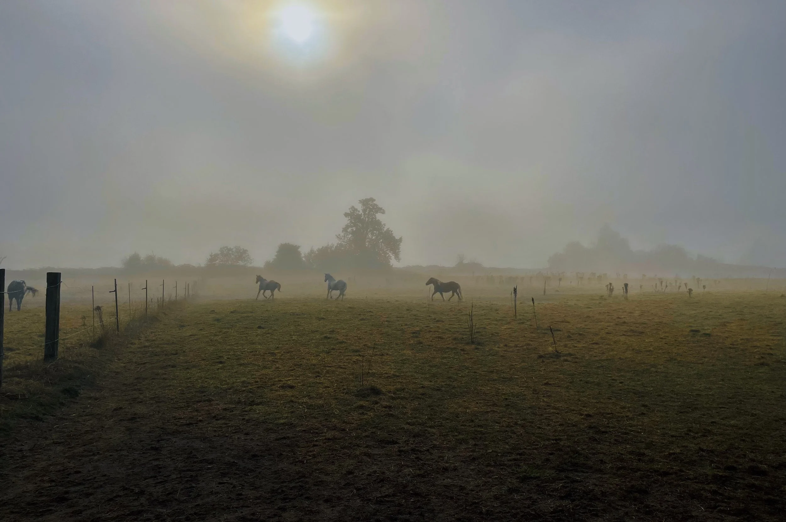 Sauvie Island Stables
