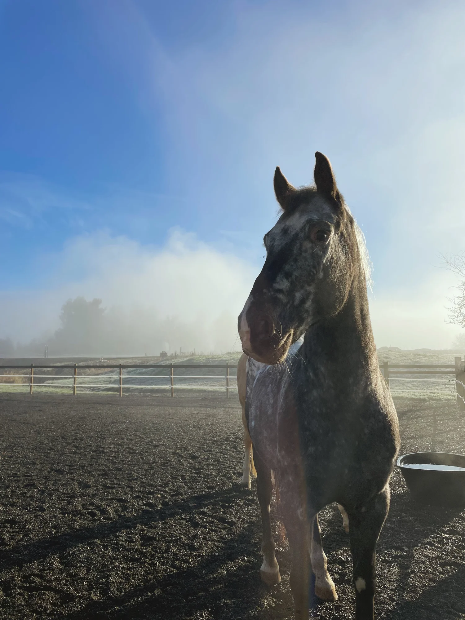 Sauvie Island Stables