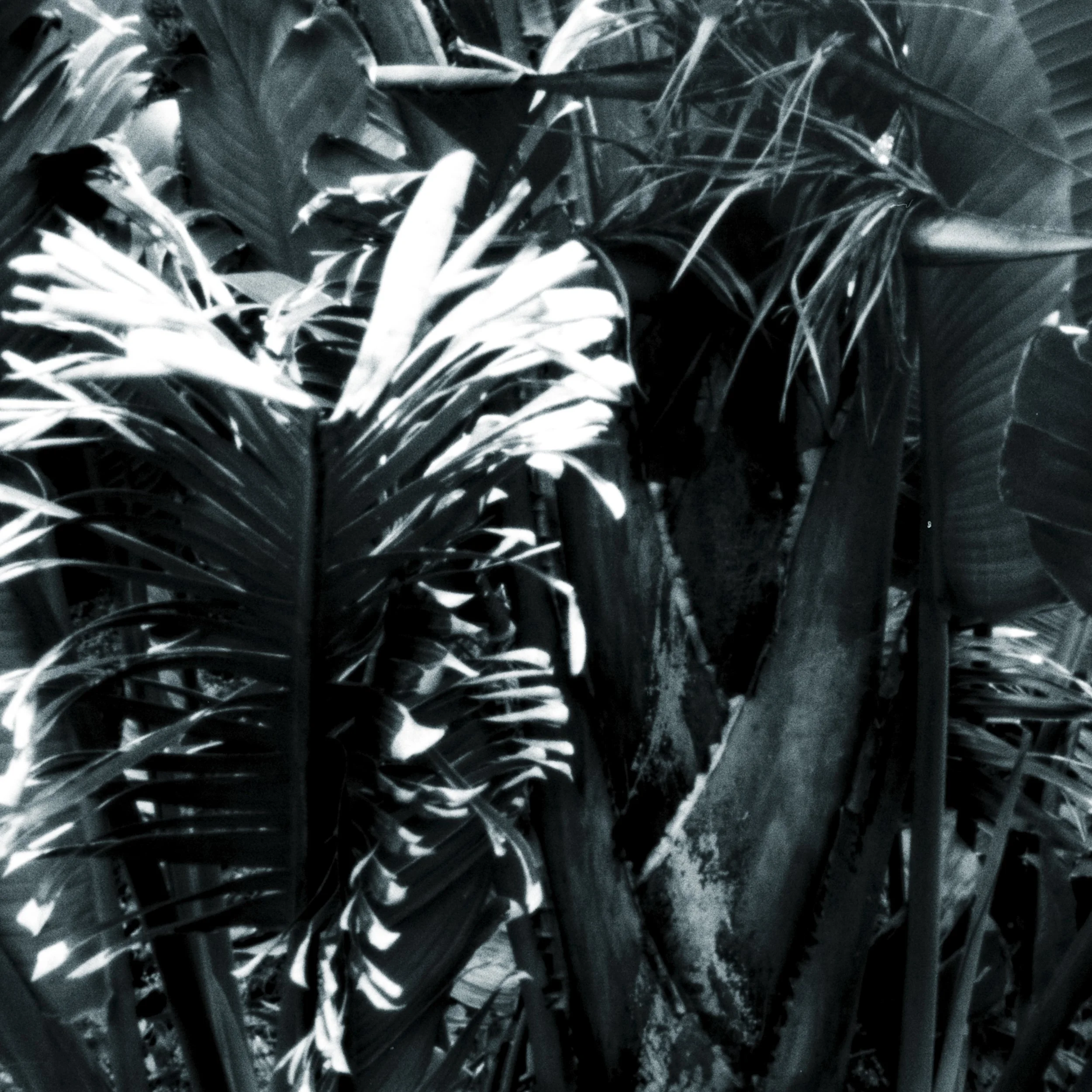 Black and white photo of dense tropical plants with large leaves and a decaying tree trunk.