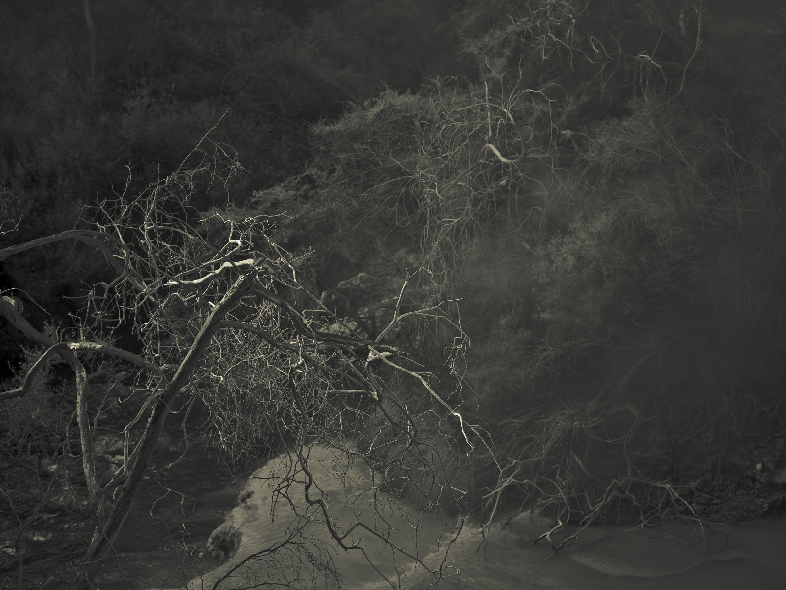 Nighttime scene of dry, leafless trees over a small body of water.