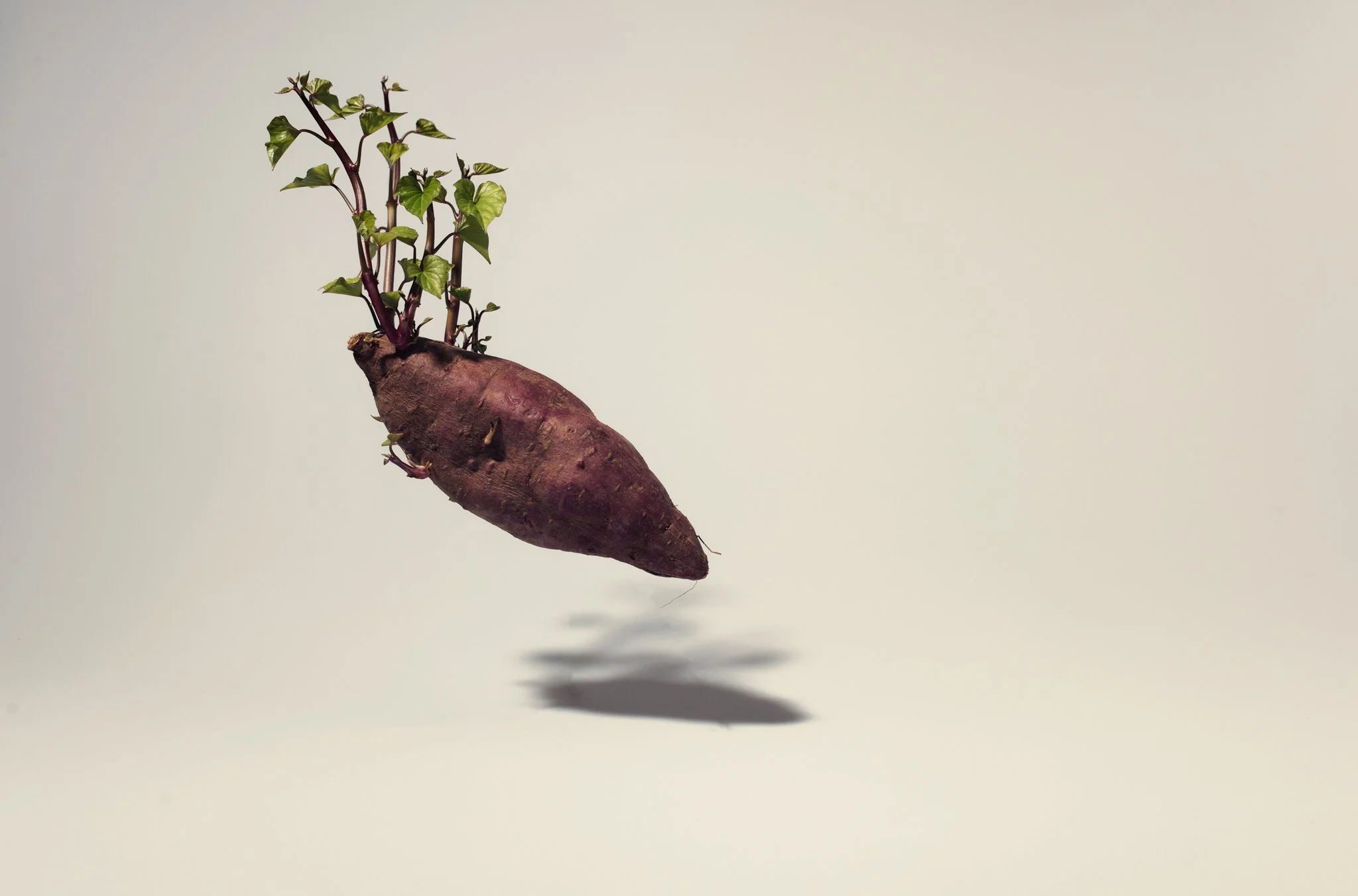 TINAKU  The sprouting kūmara as a metaphor for the revitalisation of Te Ao Māori and Te Reo Māori. resistance [ātete] Auckland Festival of Photography.