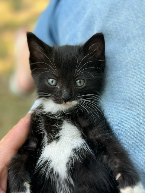 tuxedo portrait.jpeg
