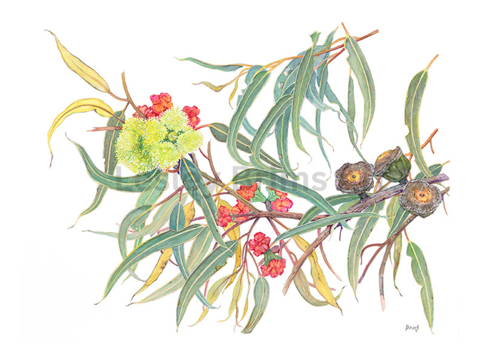 Eucalyptus Erythrocorys 2