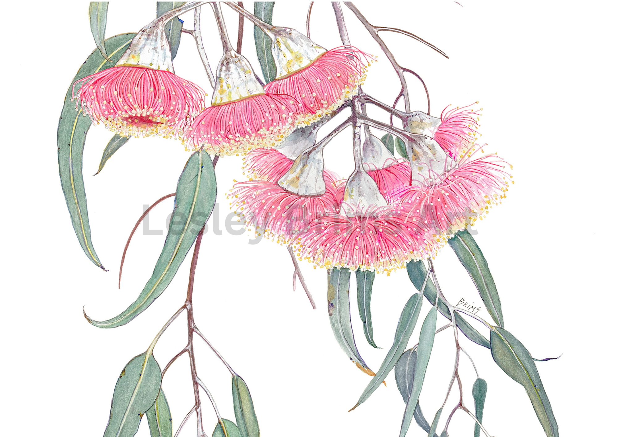 Eucalyptus caesia 6