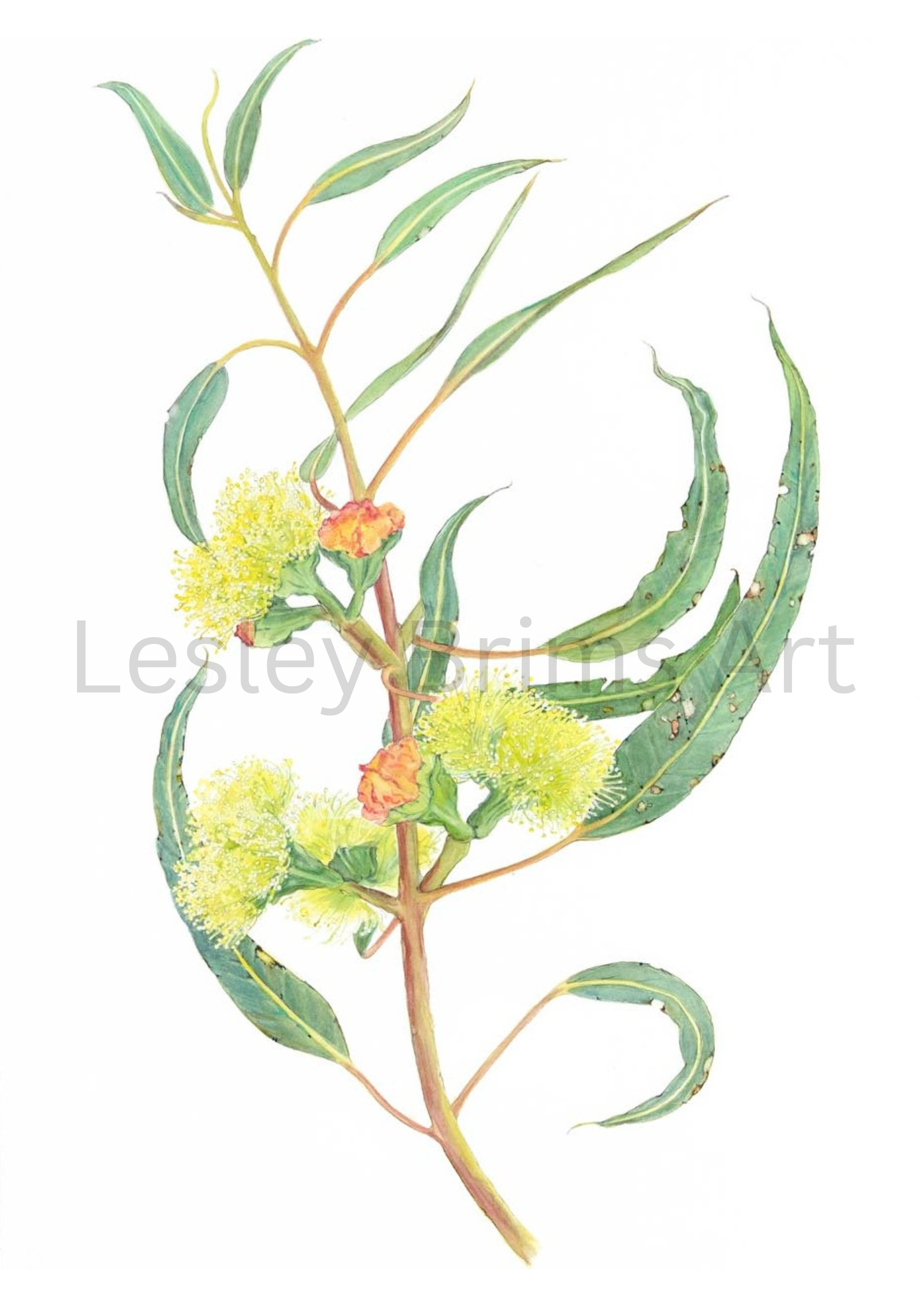 Eucalyptus erythrocorys (Illyarrie)