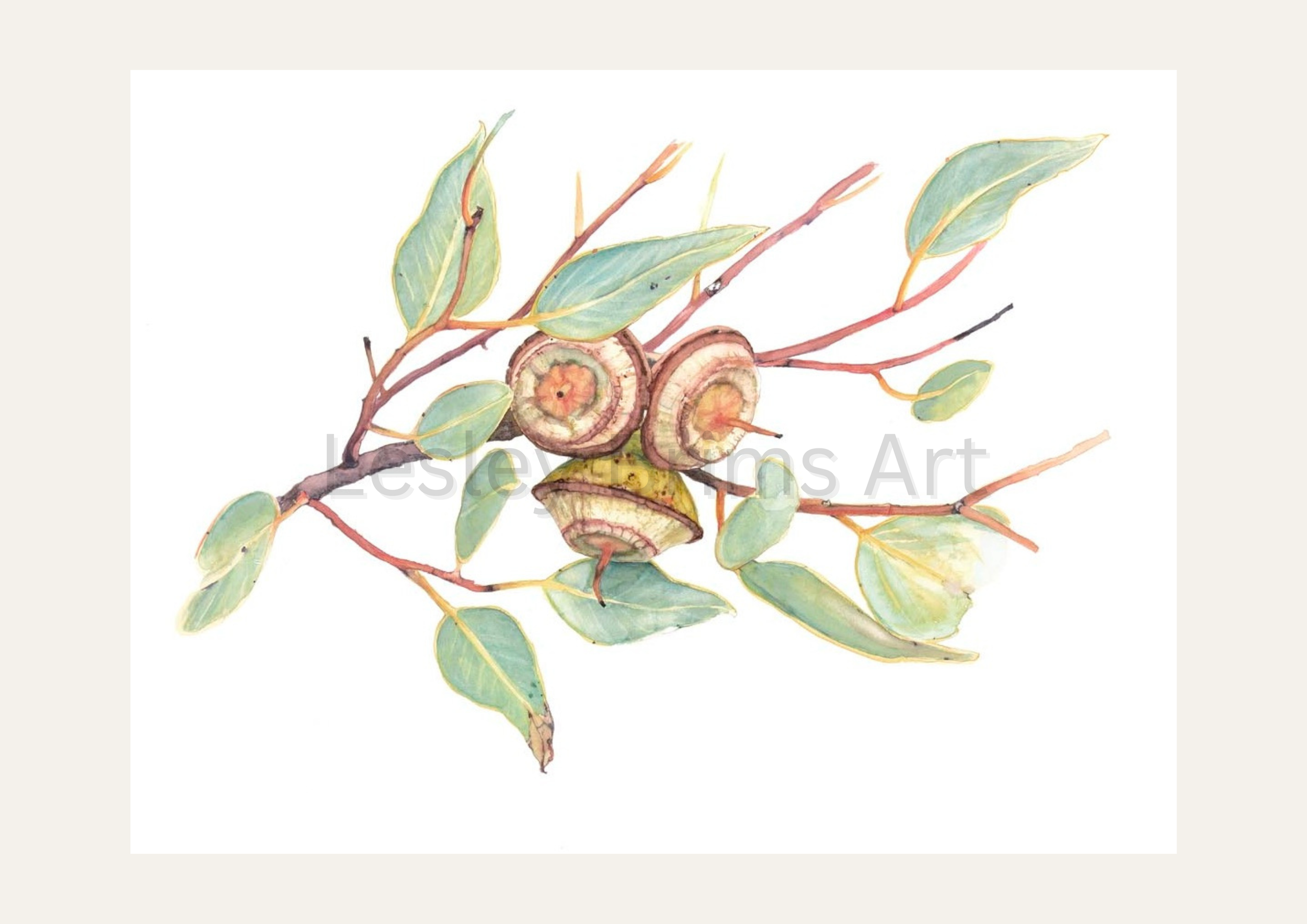Eucalyptus rameliana 2