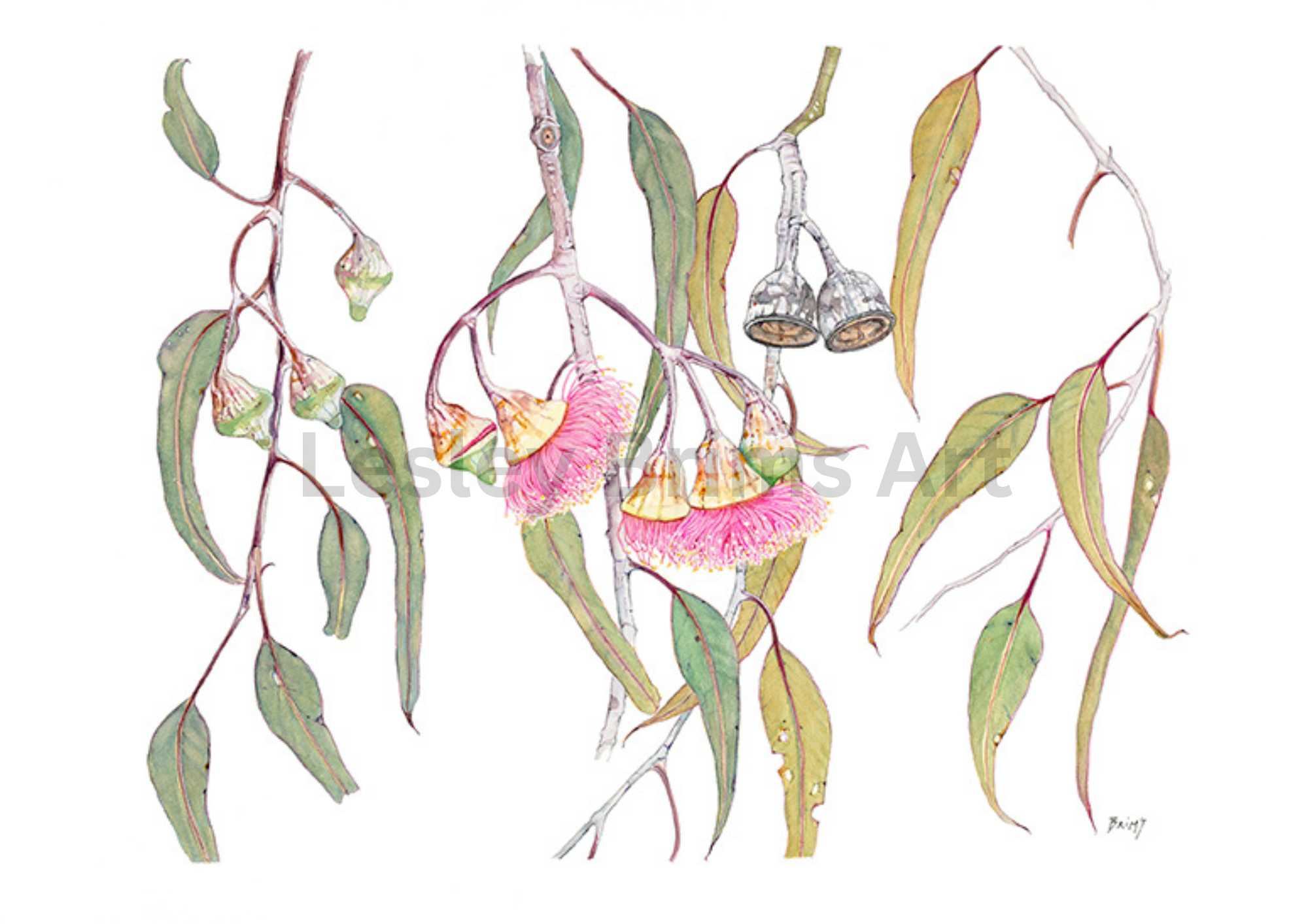 Eucalyptus caseia 4