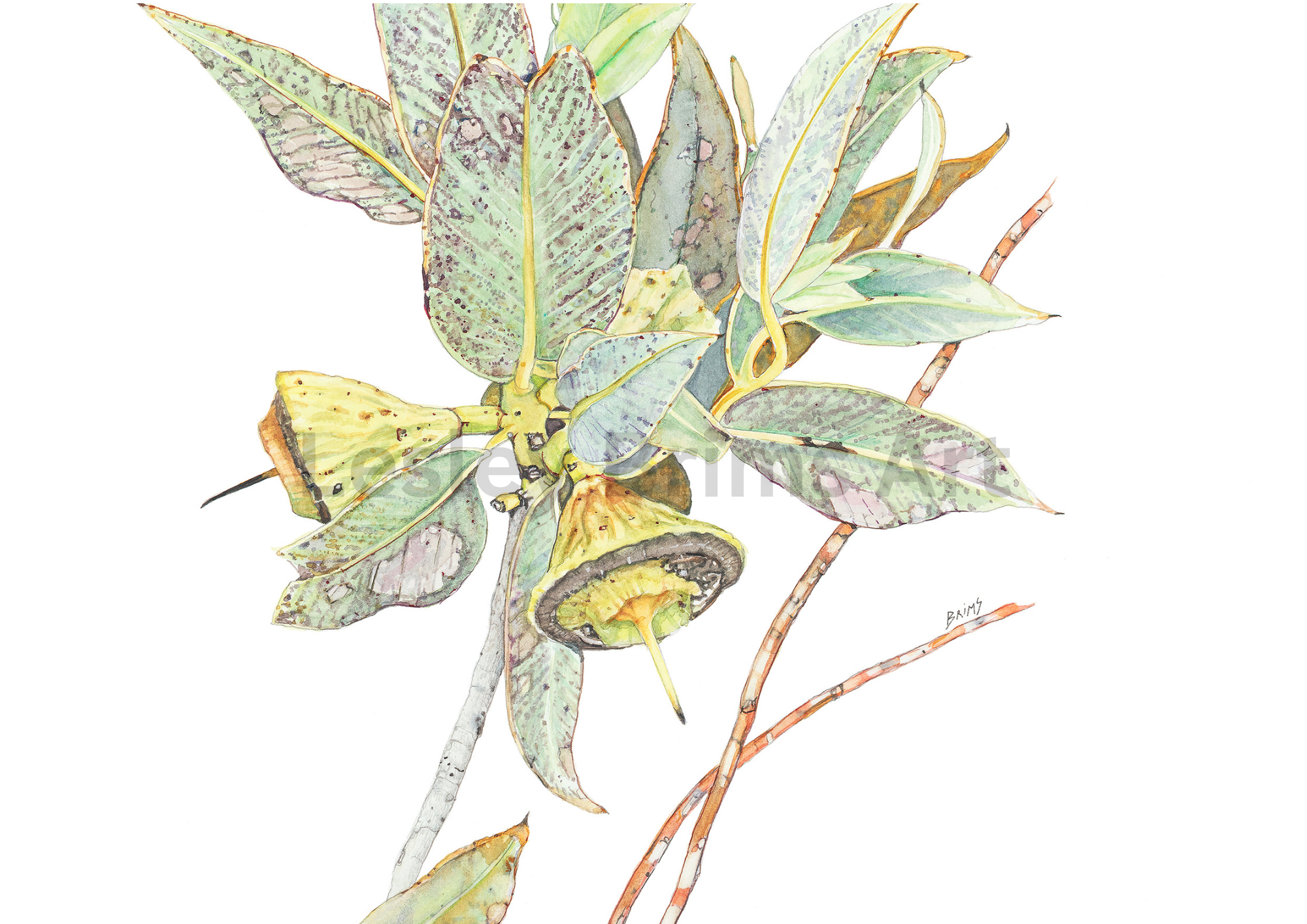 Eucalyptus youngiana 4