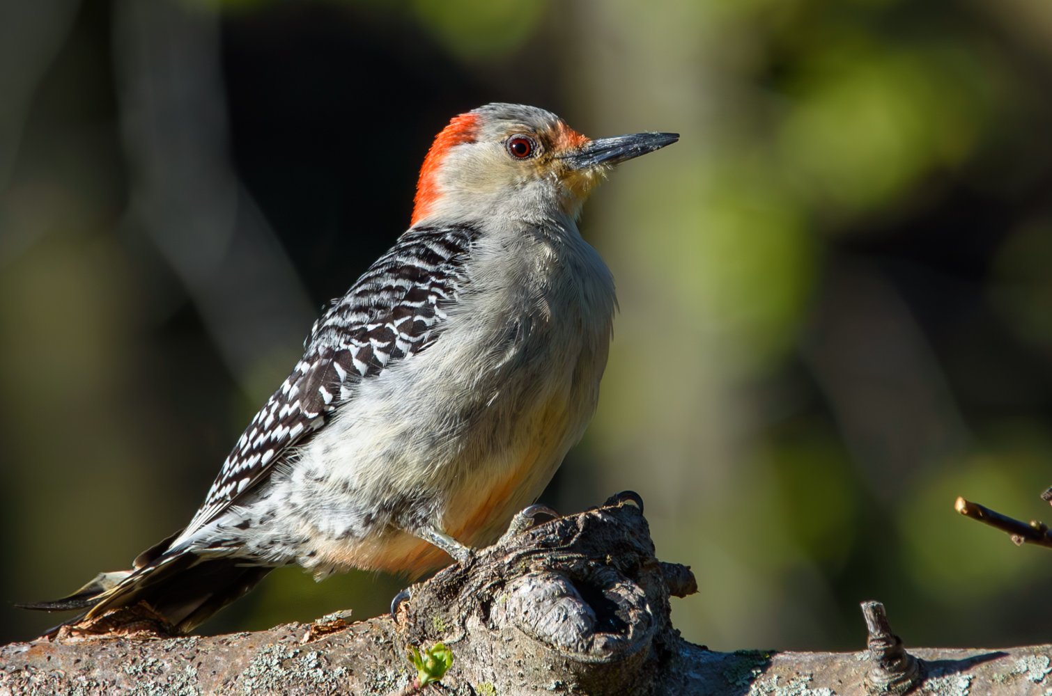 Red-bellied Woodpecker