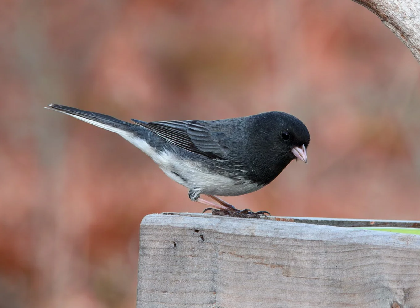 Dark-eyed Junco