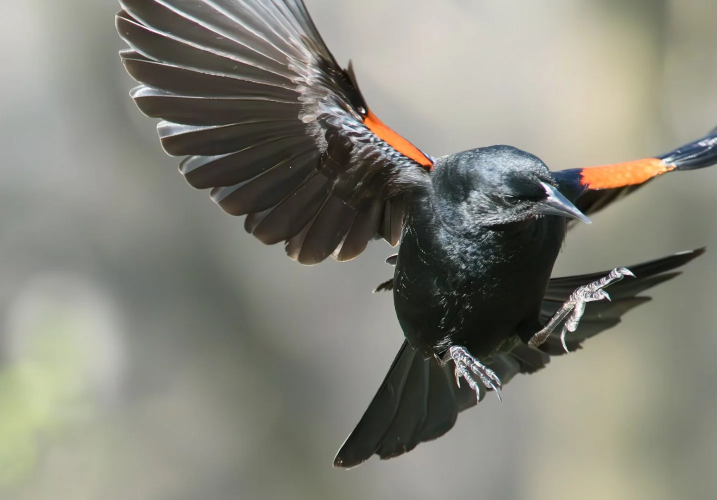 Red-winged Blackbird