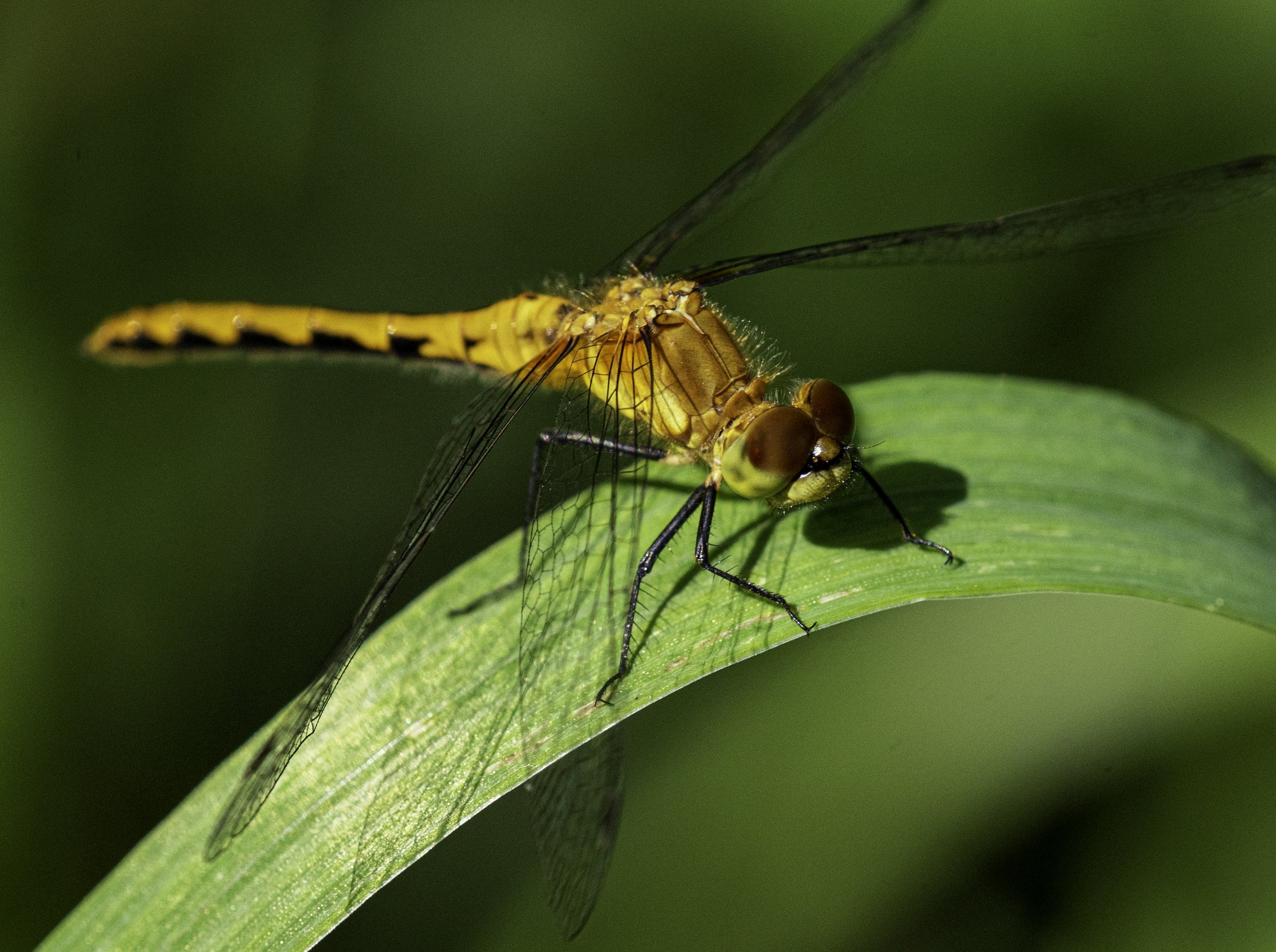 Dragonfly