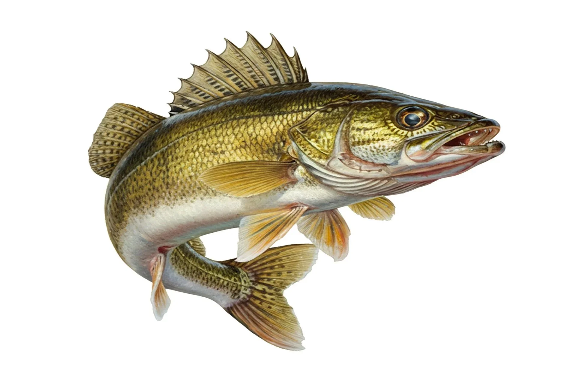 Walleye+4.jpg