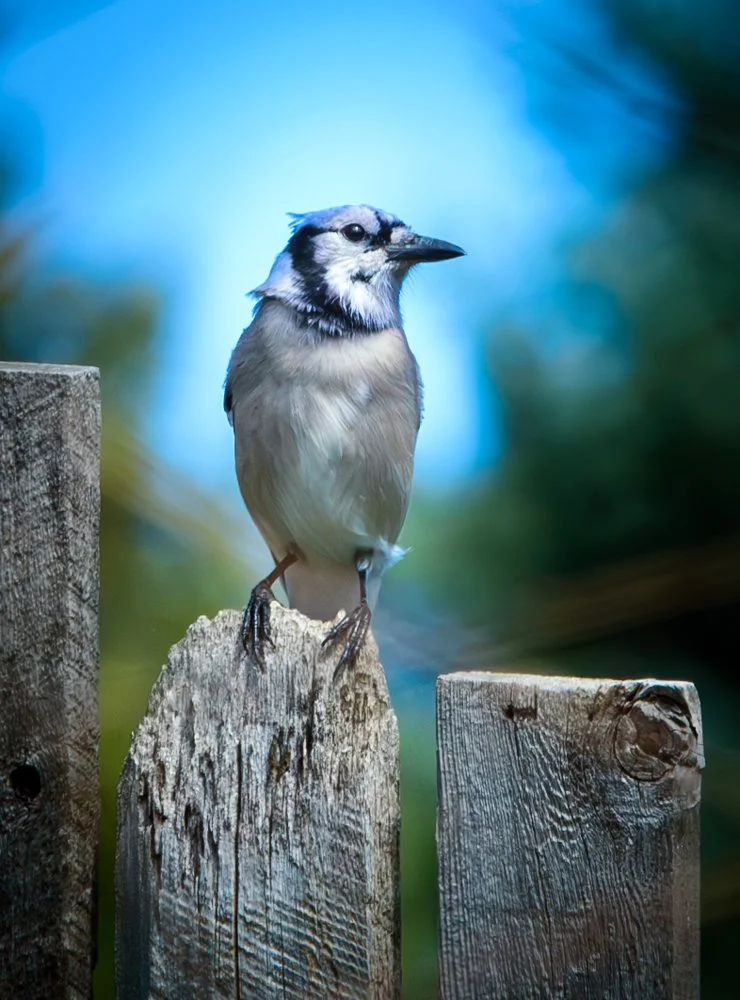 Blue Jay