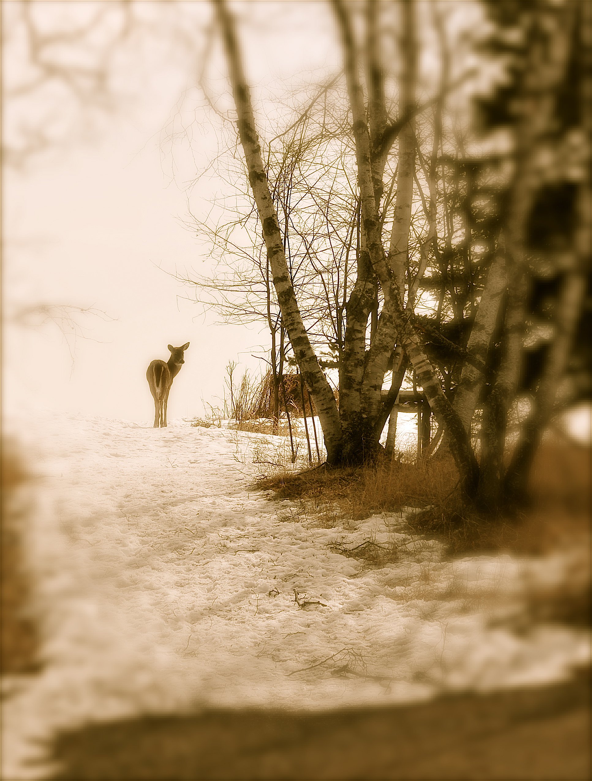 Lone Deer, Gooseberry fall, State Park