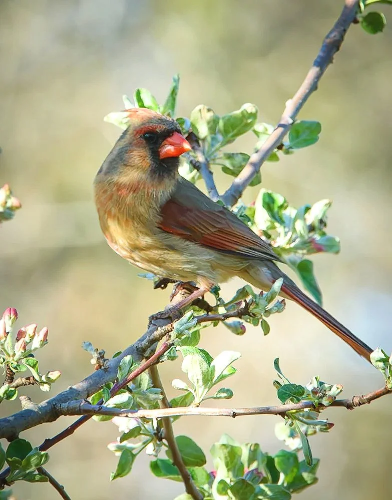 Northern Cardinal