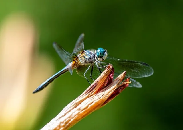 Dragonfly