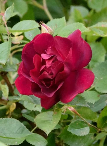 DSC_2932.jpg