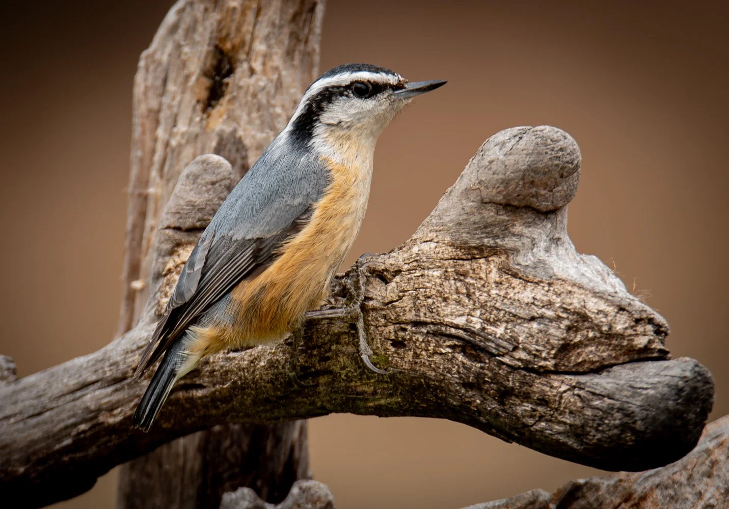 Red-bellied Nuthatch