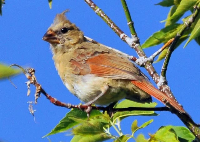 Young Cardinal