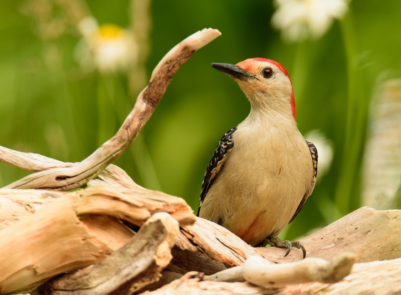 Red-Bellied Woodpecker
