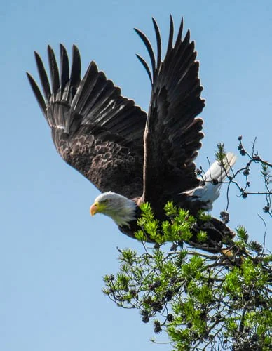 Bald Eagle