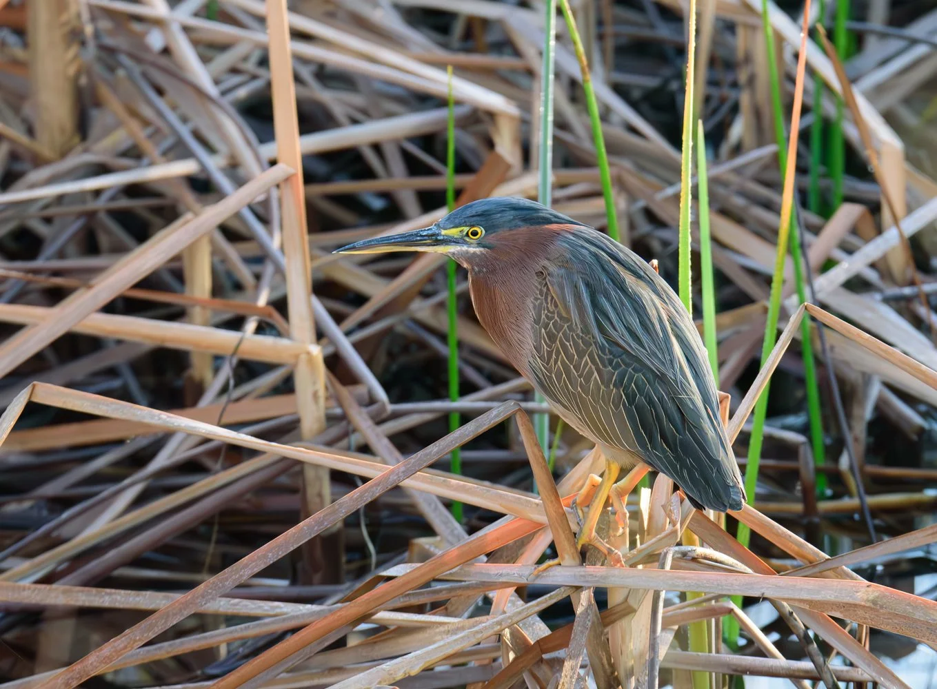 Green Heron