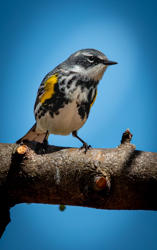 Yellow-rumped Warbler
