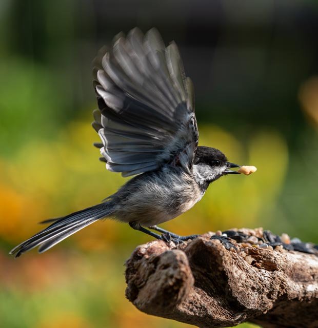 Chickadee with corn