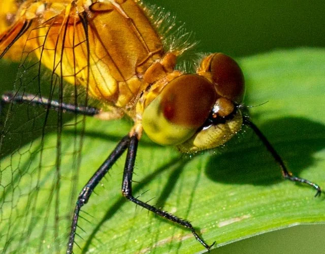 Dragonfly