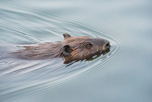 Beaver
