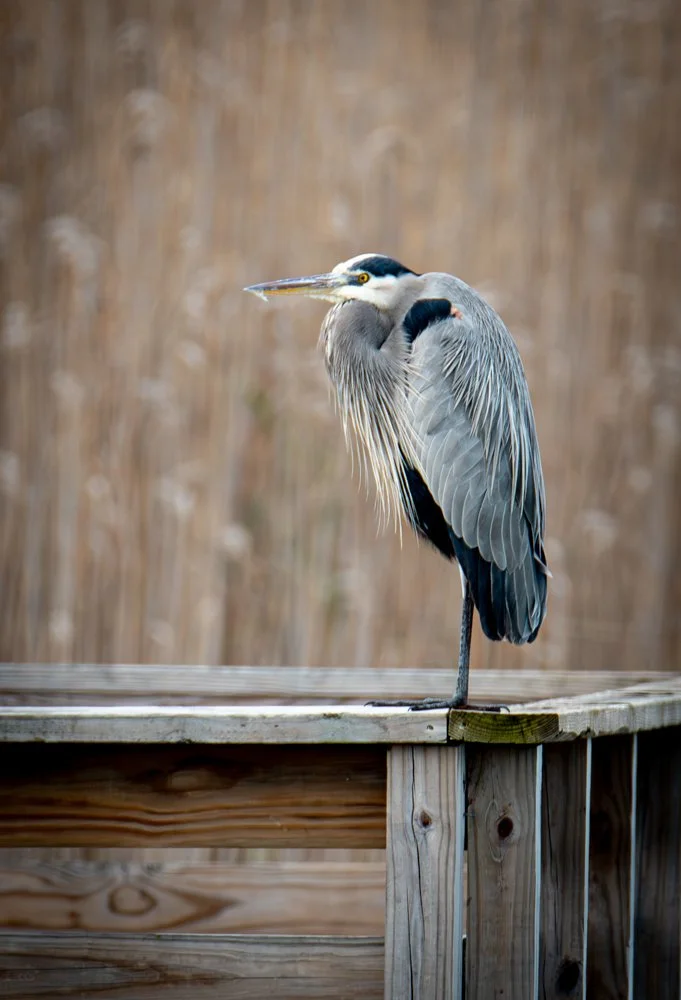 Blue Heron