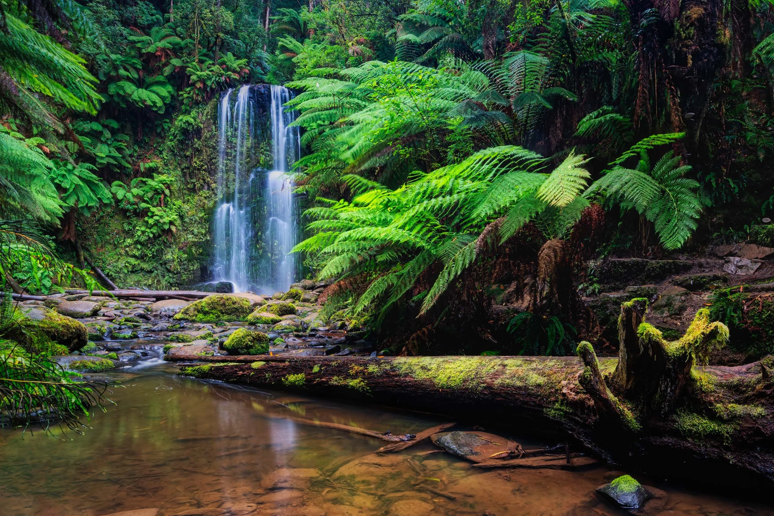 The Tree At Beauchamp Falls.jpg