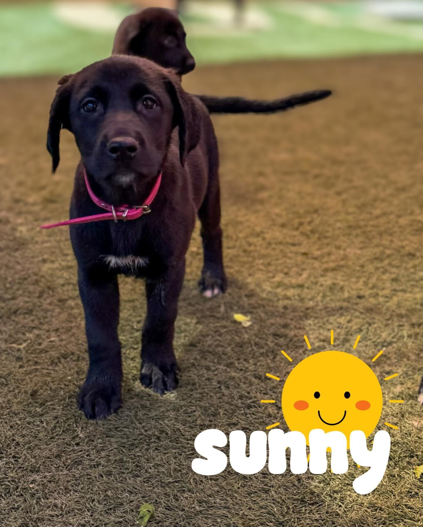 Spring in the south might be unpredictable, but when the weather is this cute&hellip; who cares? 

Meet our little meteorologists. These babies were part of a big ol&rsquo; litter saved by our rockstar friends at @pawshumane before making their way t