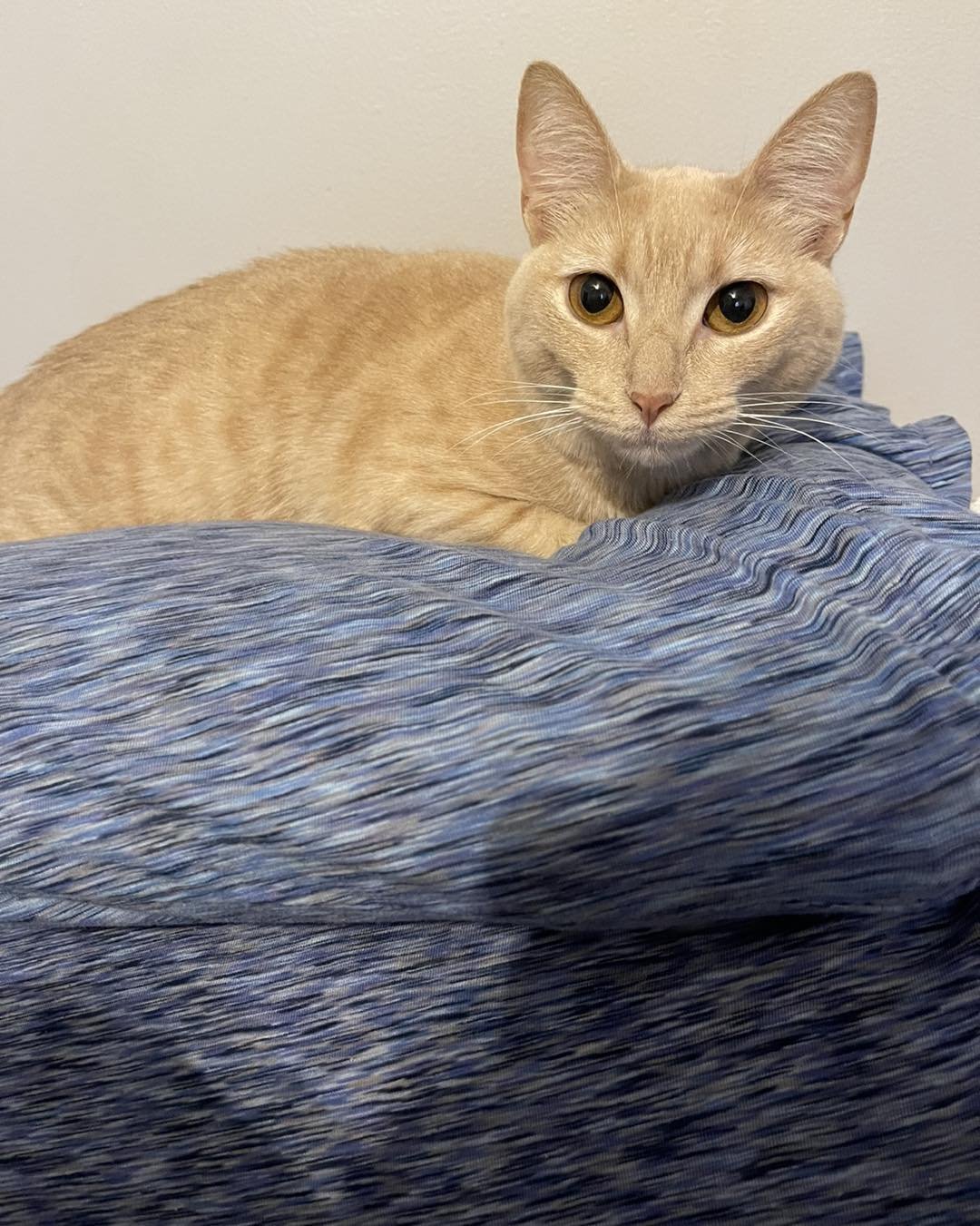 Check me-owt! 

It has been awhile since we have had any feline friends looking for a furever home 🐱

Chili is a sweet but shy girl that is around 2 years old. She loves to lay in a window, snacks and cuddles. She is great with kids but does not par