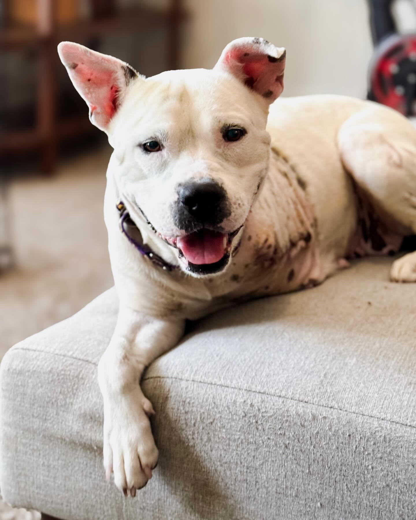 NELLY JELLY BELLY UPDATE 😋

Nell (originally Snowball at RCPCAS) has been stealin&rsquo; hearts across America since she was first posted as in need of rescue by the shelter. Her story tugged at hundreds of heartstrings, and the outpouring of suppor
