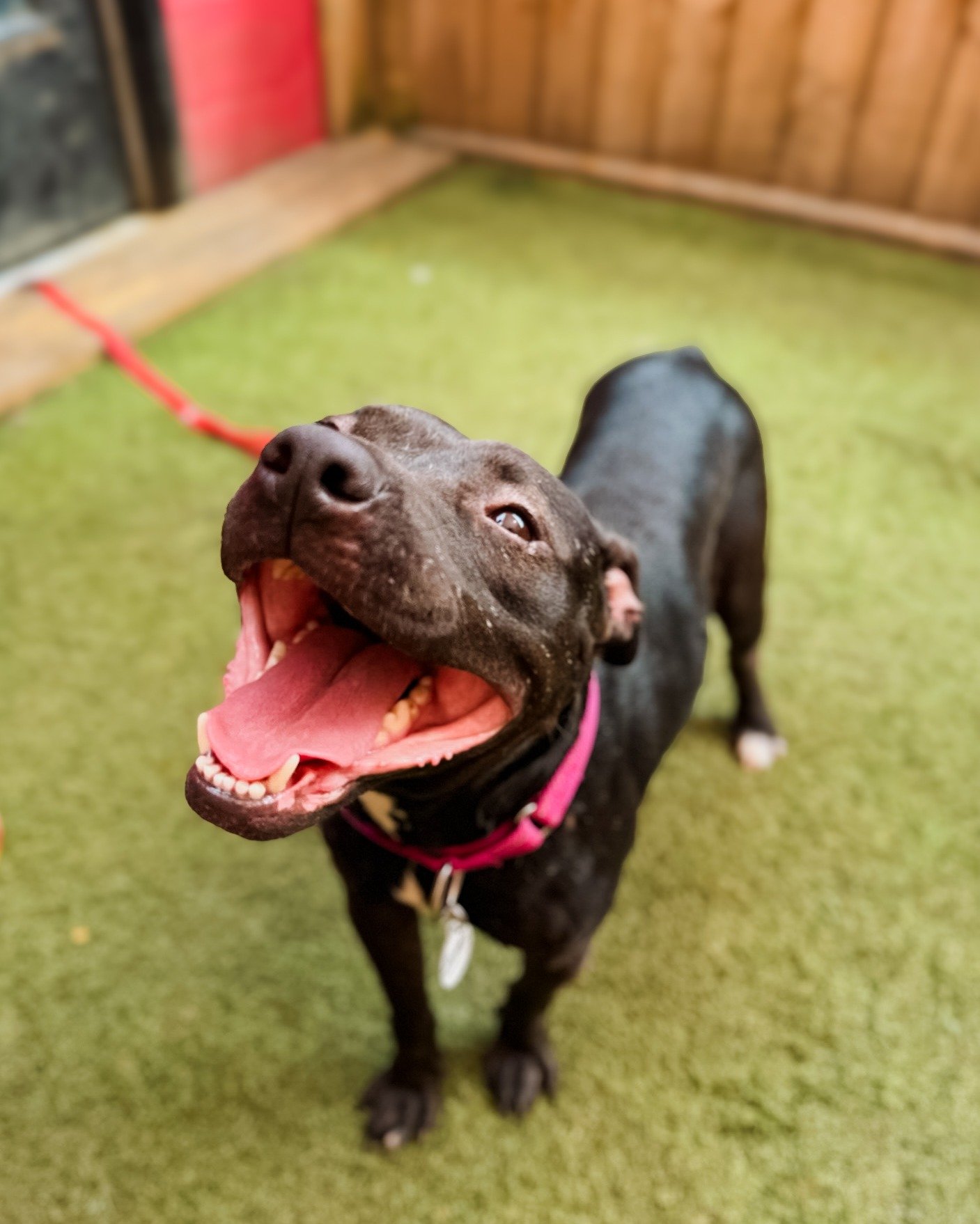 If that giant smile doesn't tell you what an absolute joy Eloise is, her constant tail-wagging sure will. From the vet's office to doggy daycare, her friendly demeanor and sweet nature have her stealing hearts all over town. And hey, we get it&mdash;