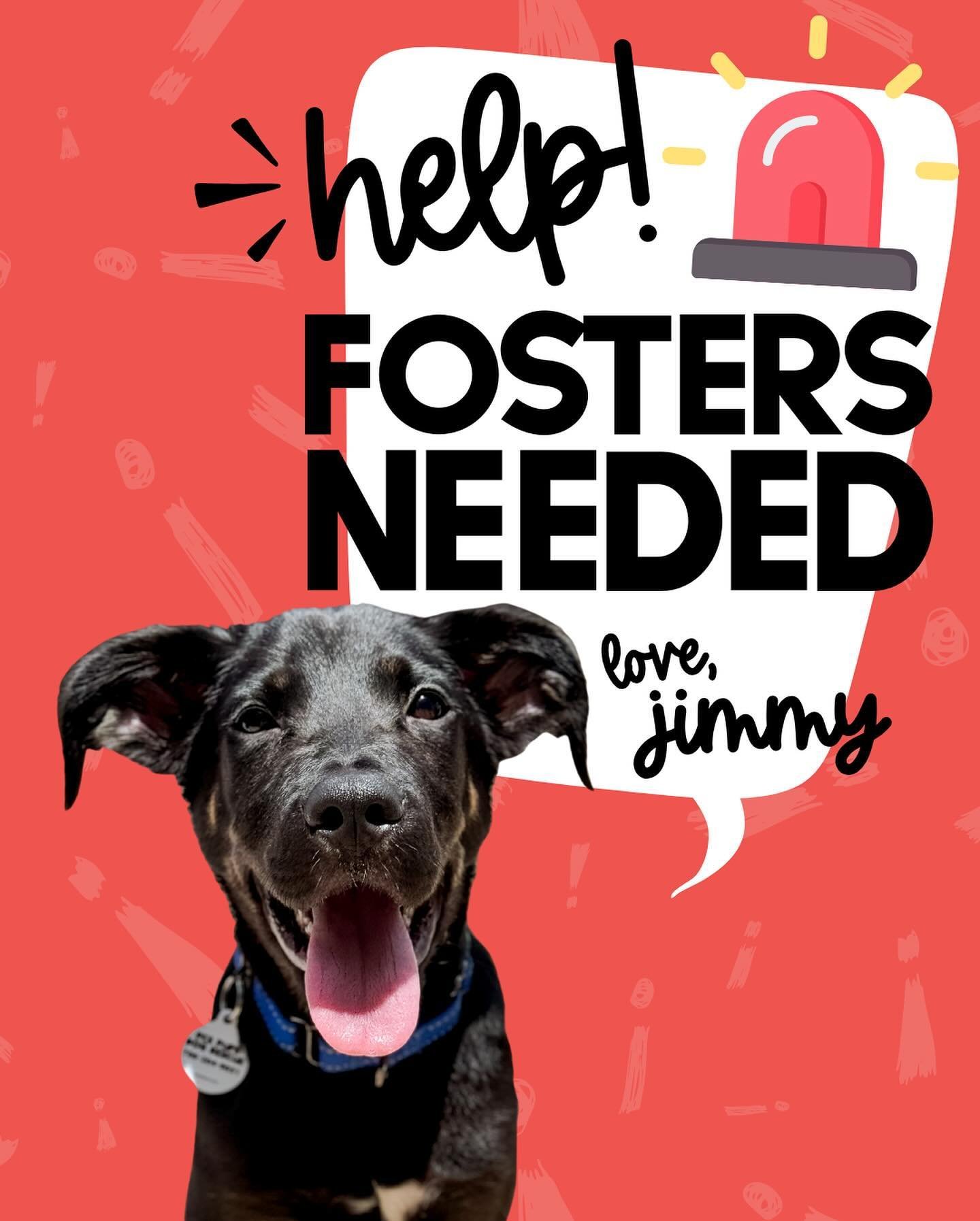 ⚠️ FOSTERS URGENTLY NEEDED |  INTAKES CLOSED

This is our least favorite thing to post. In an attempt to avoid closing intakes completely, we&rsquo;ve limited our new friends to those of extreme need and medical cases over the past few weeks. Unfortu