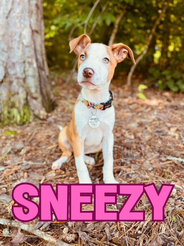 Although most of our seven dwarfs have found their happily ever afters, sweet Sneezy and Happy are still waiting for their fairytale endings. 

They are now just shy of three months old and full of perfect puppy personality. BONUS: We just received t