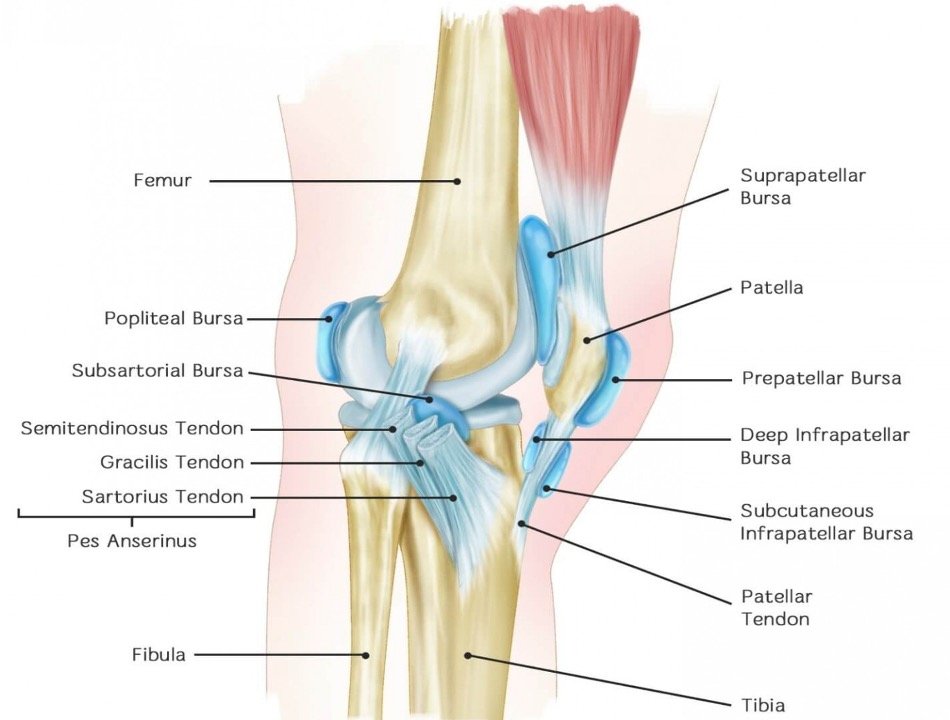 So much anatomy AI slop... Pes anserinus now available on the lateral aspect 🙈🙄